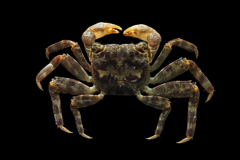 Selatium brockii, Mos Nattapat