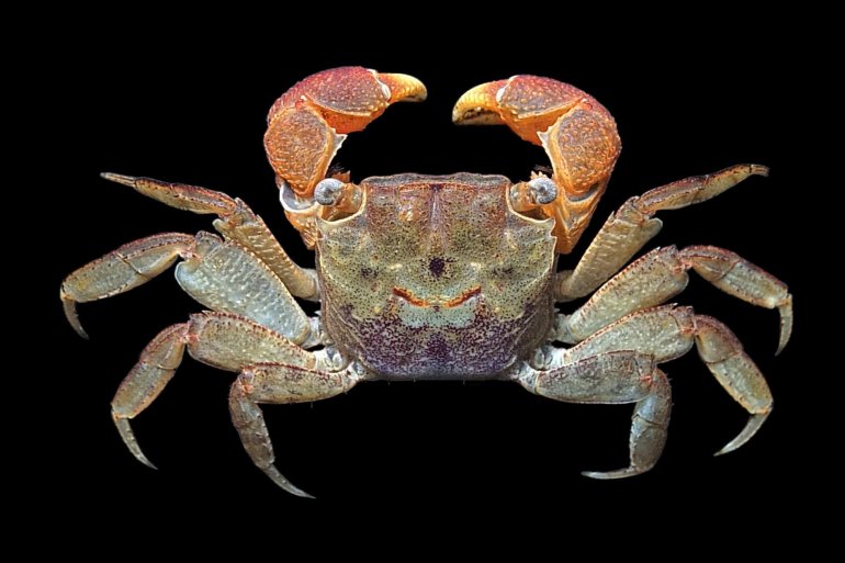 Pseudosesarma crassimanum, Mos Nattapat