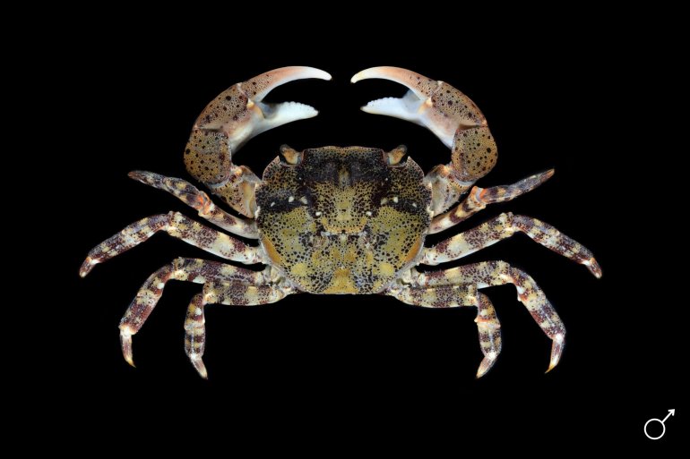 Hemigrapsus sanguineus, Ondřej Radosta