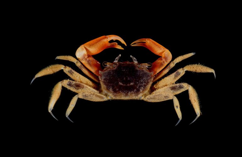 Metaplax elegans, Arthur Anker