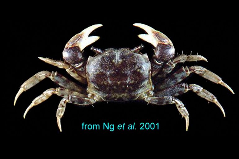 Pseudohelice subquadrata, Hsi-Te Shih