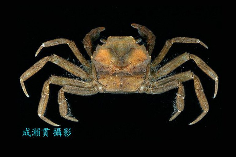 Utica gracilipes, Hsi-Te Shih