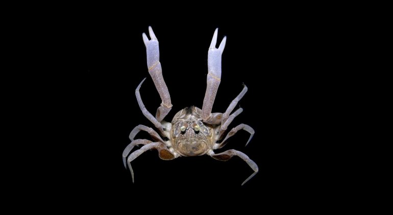 Dotilla myctiroides, Arthur Anker