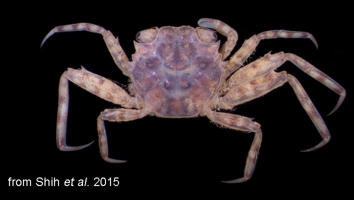 Ilyograpsus paludicola, Hsi-Te Shih