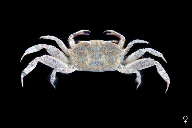 Macrophthalmus convexus, Ondřej Radosta