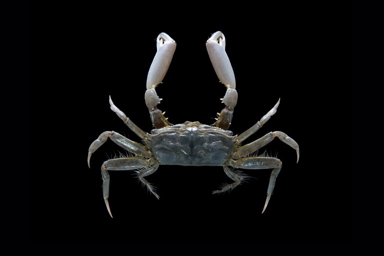 Macrophthalmus laevimanus, Mos Nattapat