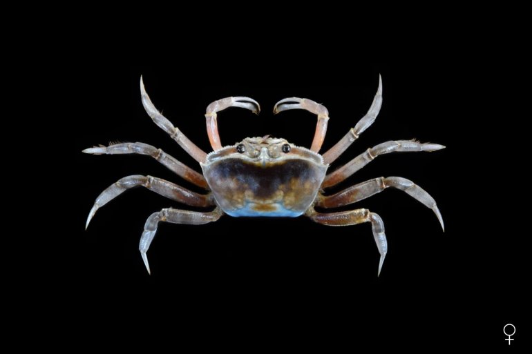 Gelasimus hesperiae, Ondřej Radosta