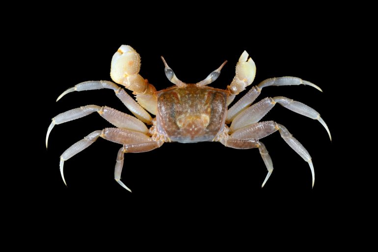 Ocypode gaudichaudii, Arthur Anker