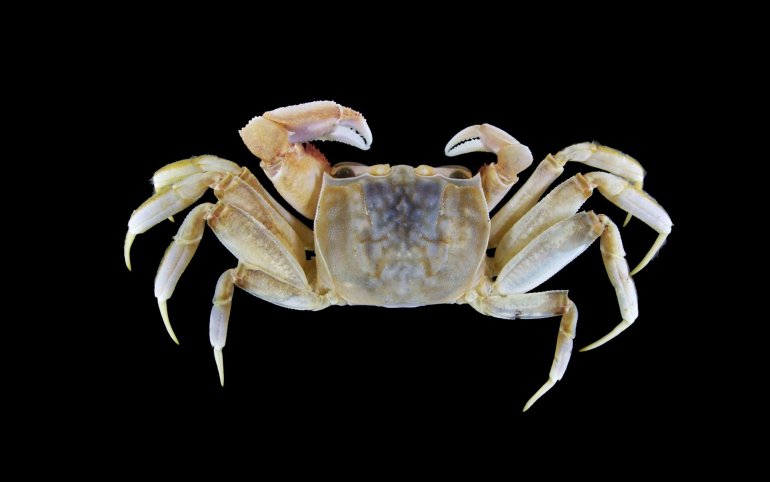 Ocypode occidentalis, Steven Campbell