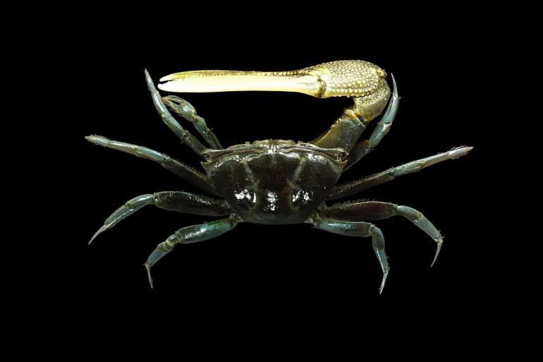 Tubuca urvillei, Mos Nattapat