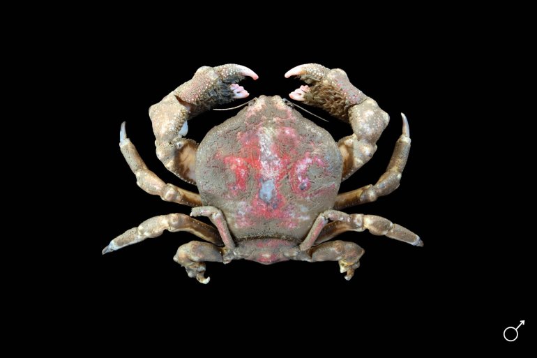 Conchoecetes intermedius, Ondřej Radosta