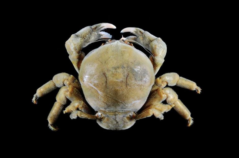 Sphaerodromia kendalli, Tin-Yam Chan 上傳(TaiBNET)