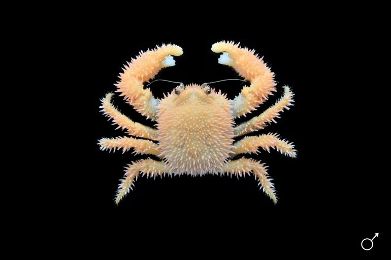 Acanthodromia margarita, Ondřej Radosta