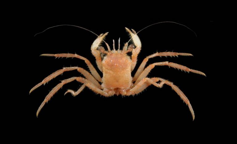 Homola orientalis, JC Mendoza