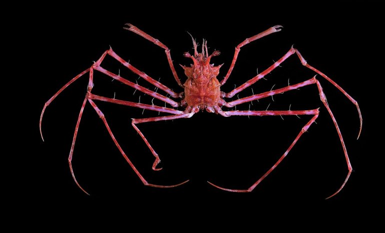 Latreillopsis bispinosa, Tin-Yam Chan 上傳(TaiBNET)