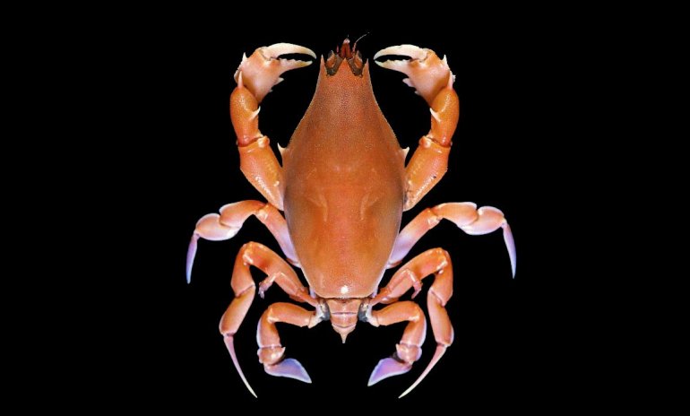 Lyreidus brevifrons, Tin-Yam Chan 上傳(TaiBNET)