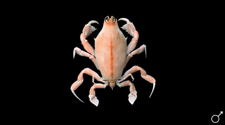 Lysirude griffini, Ondřej Radosta