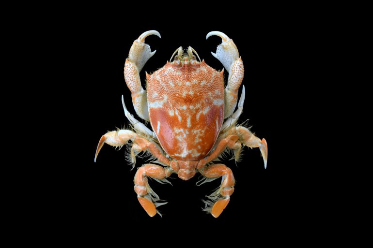 Umalia misakiensis, Ondřej Radosta