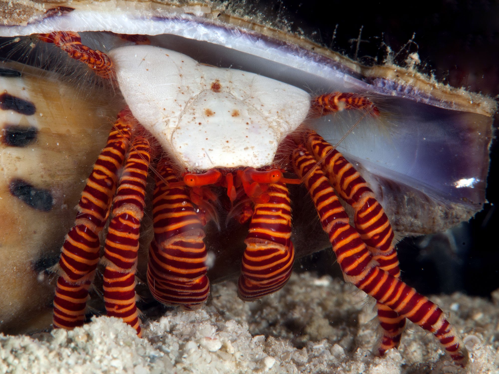 Crab Database · Crabs · Species Ciliopagurus strigatus