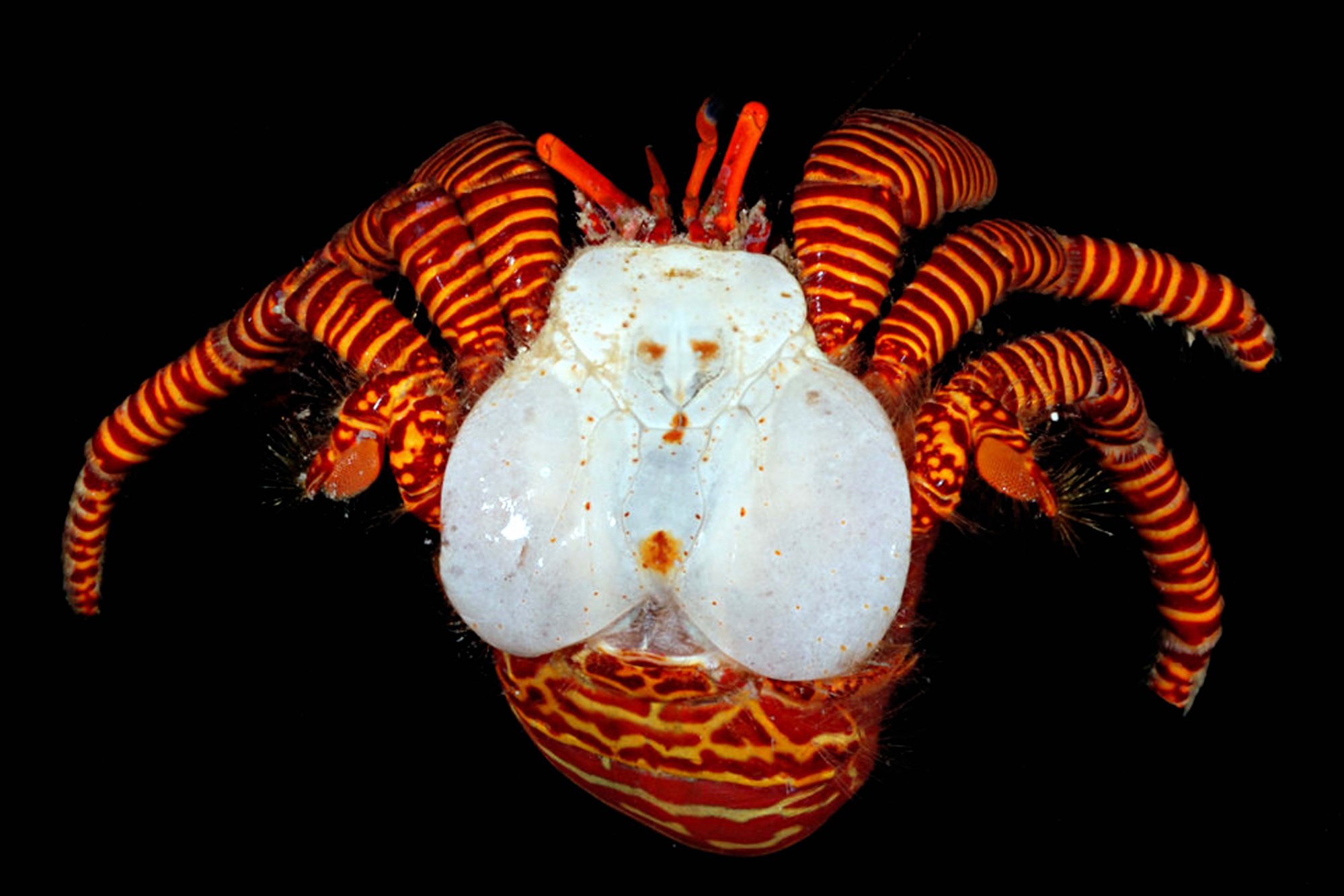 Crab Database · Crabs · Species Ciliopagurus strigatus