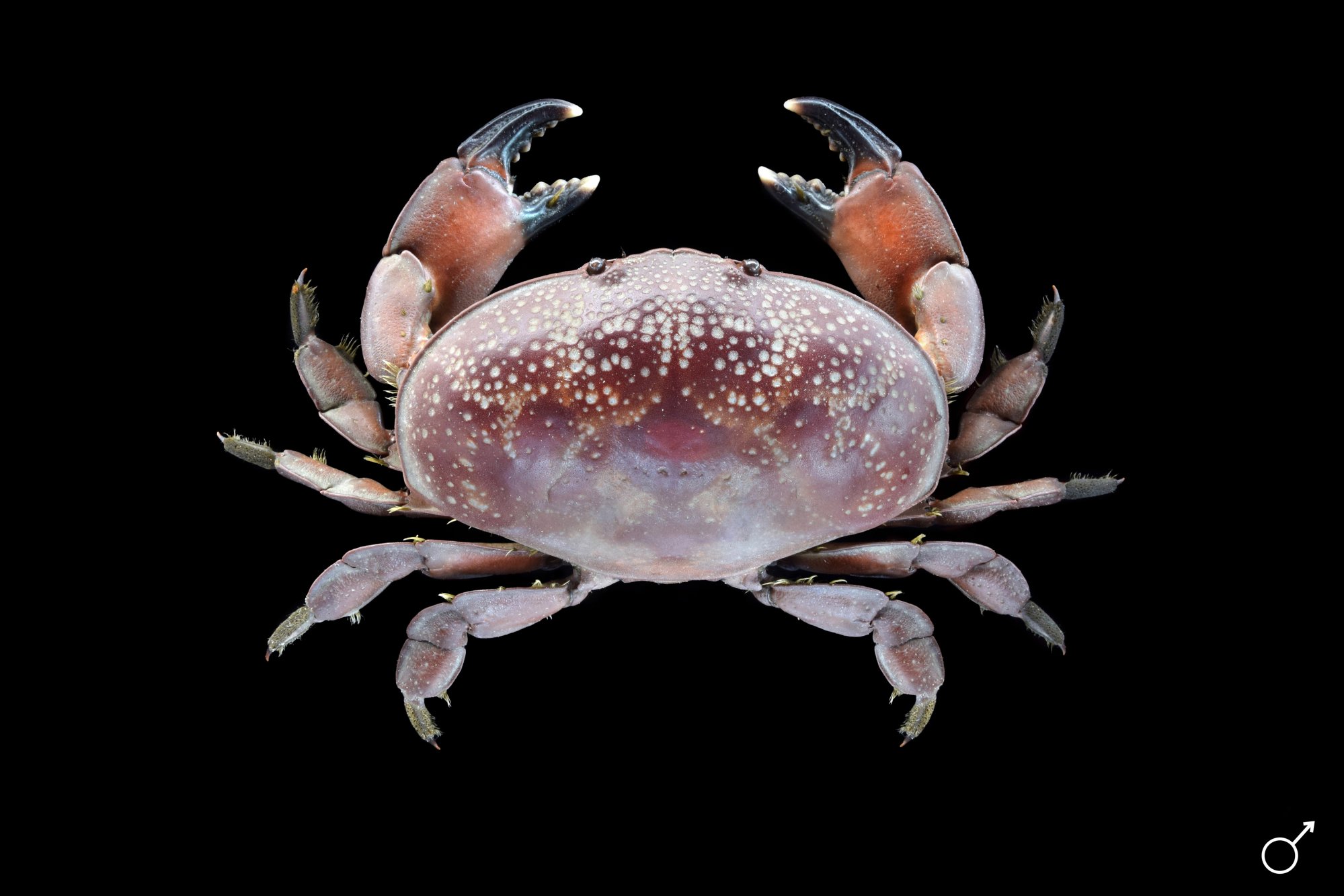 Liomera sp Taxidermy Oddities Details about   Crustaceans Xanthid crab Liomera caelata 
