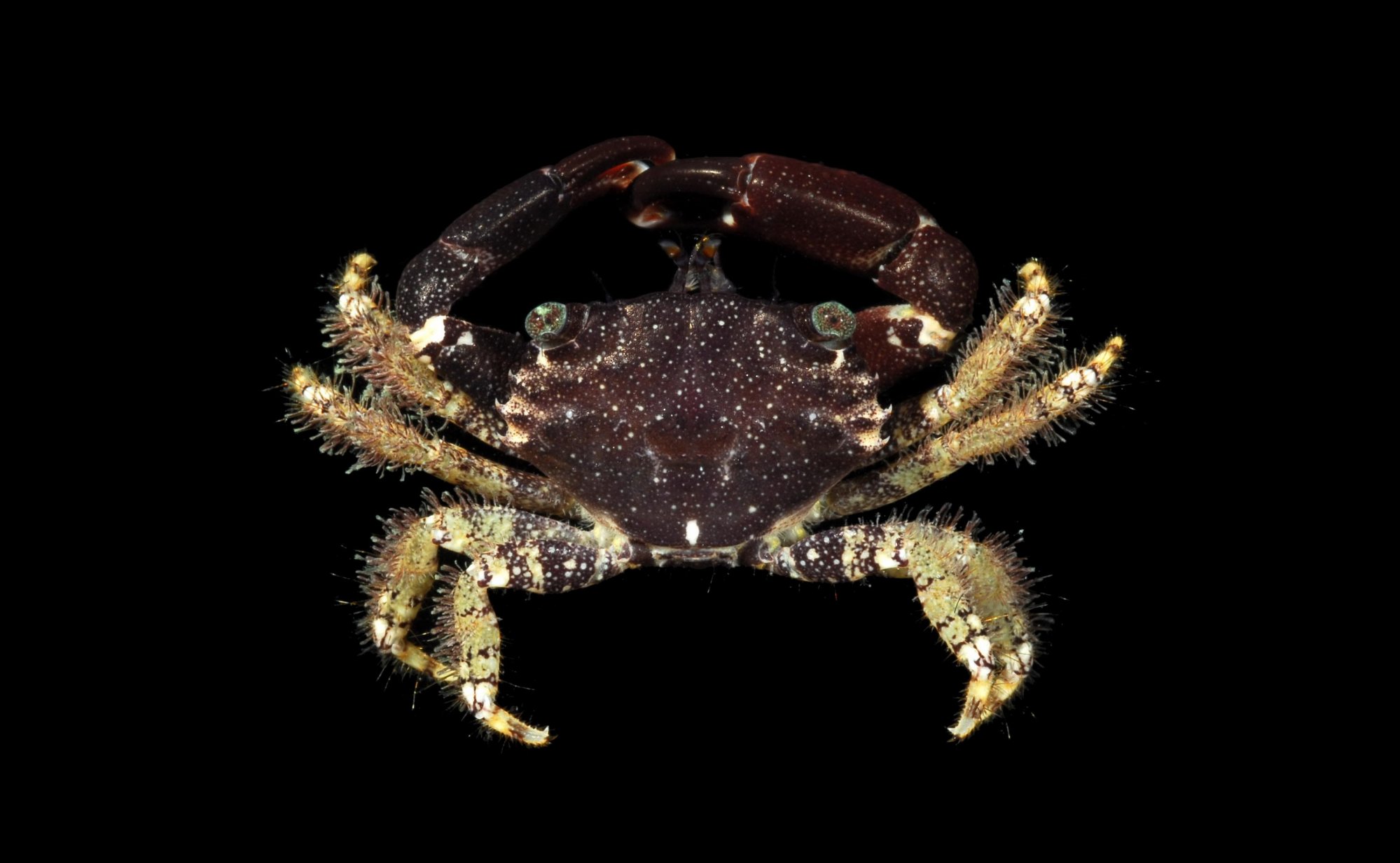 Neoxanthops Crab Database · Crabs · Family Xanthidae