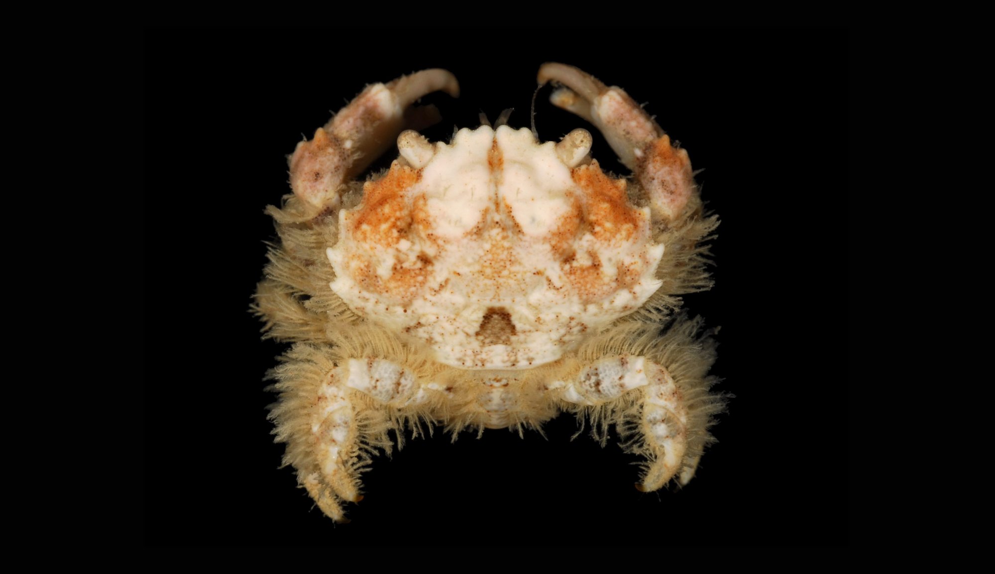 Neoxanthops Crab Database · Crabs · Species Etisus electra