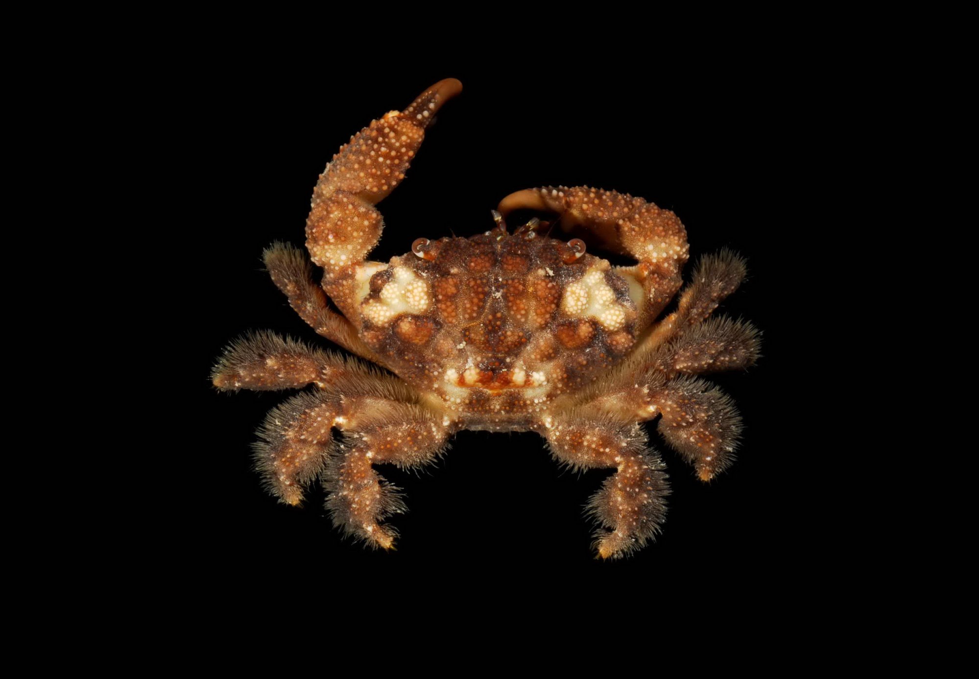 Neoxanthops Crab Database · Crabs · Family Xanthidae