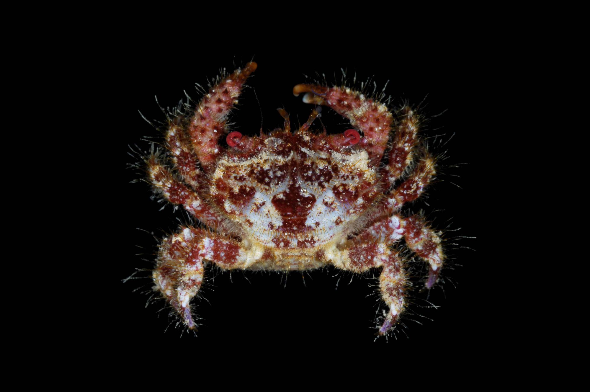 Crab Database · Crabs · Infraorder Brachyura