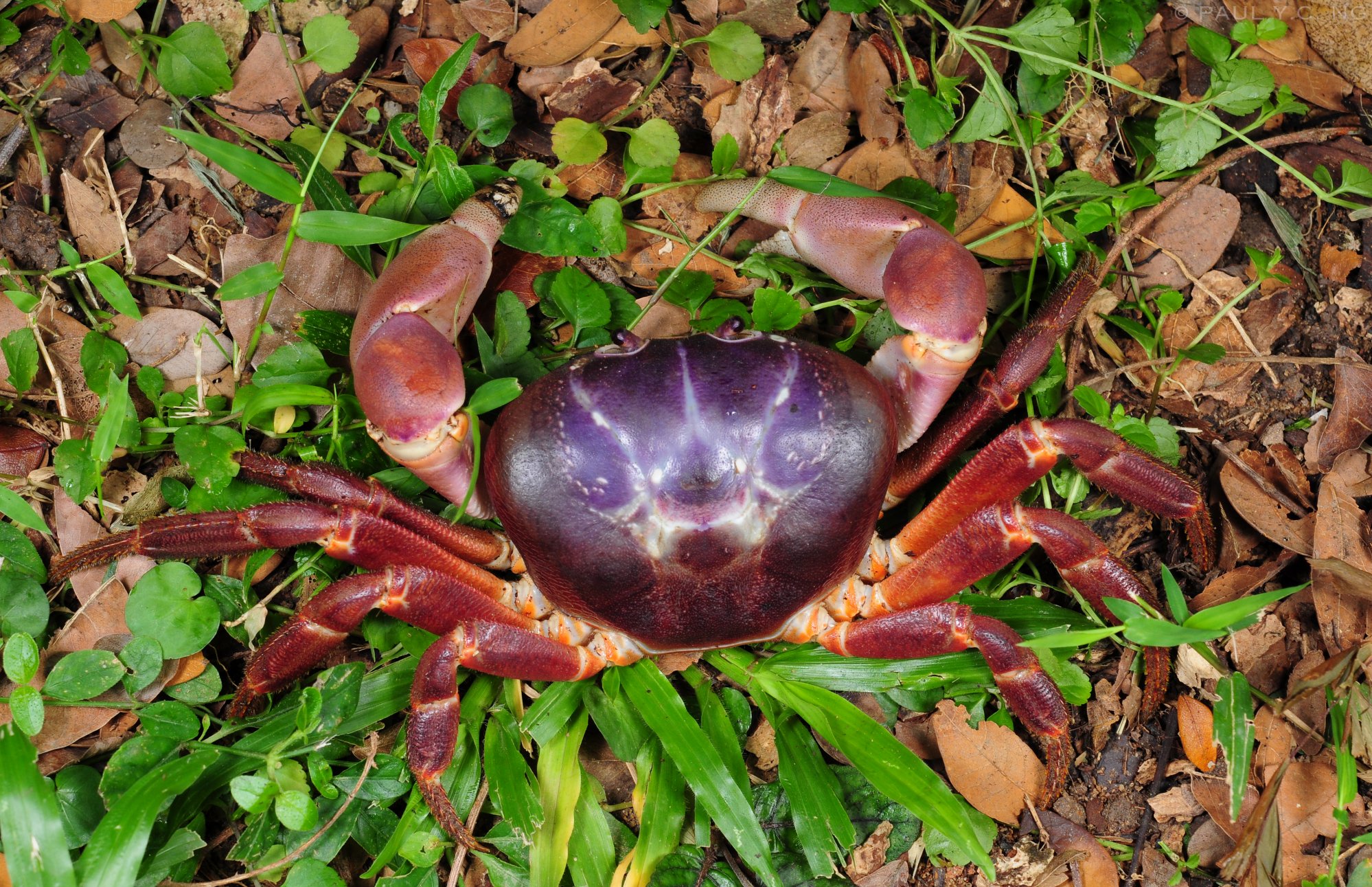 Crab Database · Crabs · Species Gecarcoidea humei