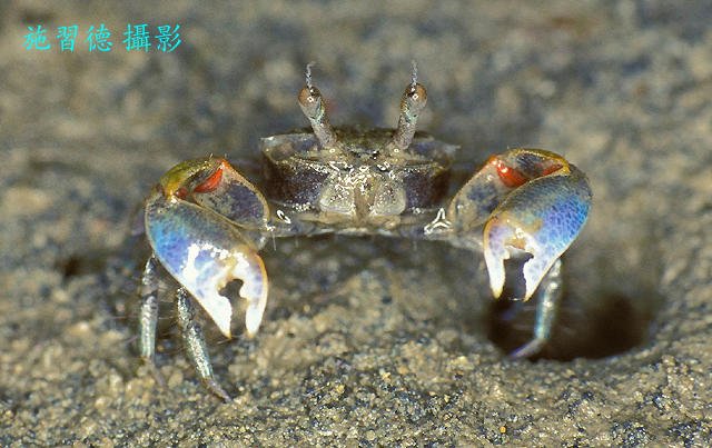Crab Database · Crabs · Species Tmethypocoelis ceratophora